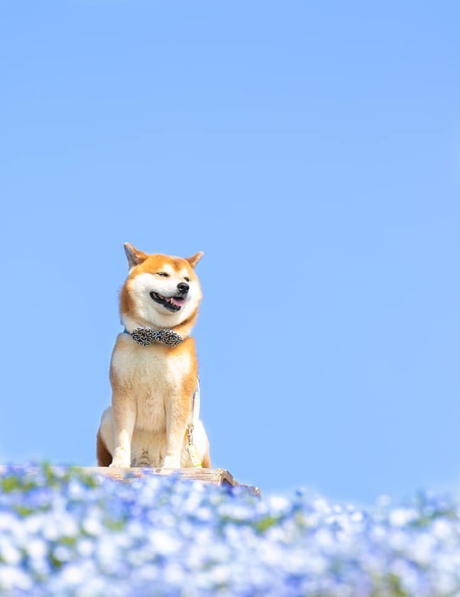 Thông tin chi tiết về loài chó Shiba