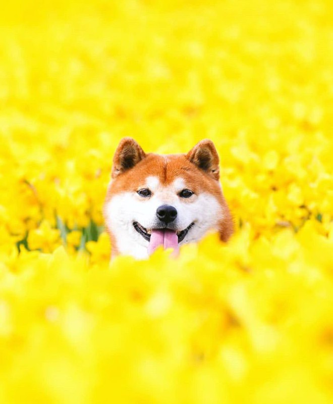 Tan chảy trước hình ảnh dễ thương của chú chó Shiba yêu hoa cỏ - Ảnh 5.