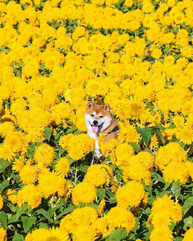 Tan chảy trước hình ảnh dễ thương của chú chó Shiba yêu hoa cỏ - Ảnh 9.