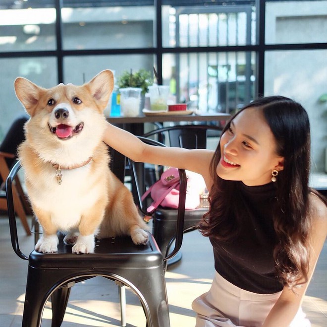 Siêu cấp dễ thương: Quán cà phê chó corgi nổi tiếng nhất Bangkok khiến dân tình phát sốt, con nào con nấy cũng ú nu ú nần - Ảnh 3.