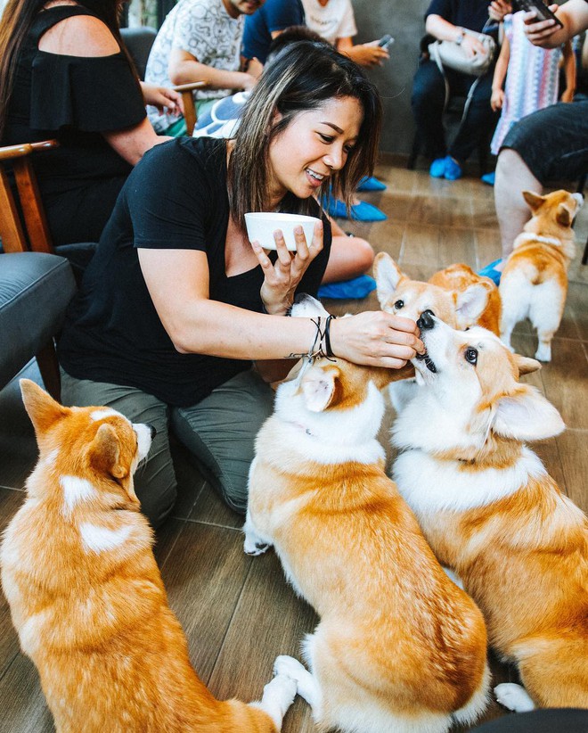 Siêu cấp dễ thương: Quán cà phê chó corgi nổi tiếng nhất Bangkok khiến dân tình phát sốt, con nào con nấy cũng ú nu ú nần - Ảnh 11.