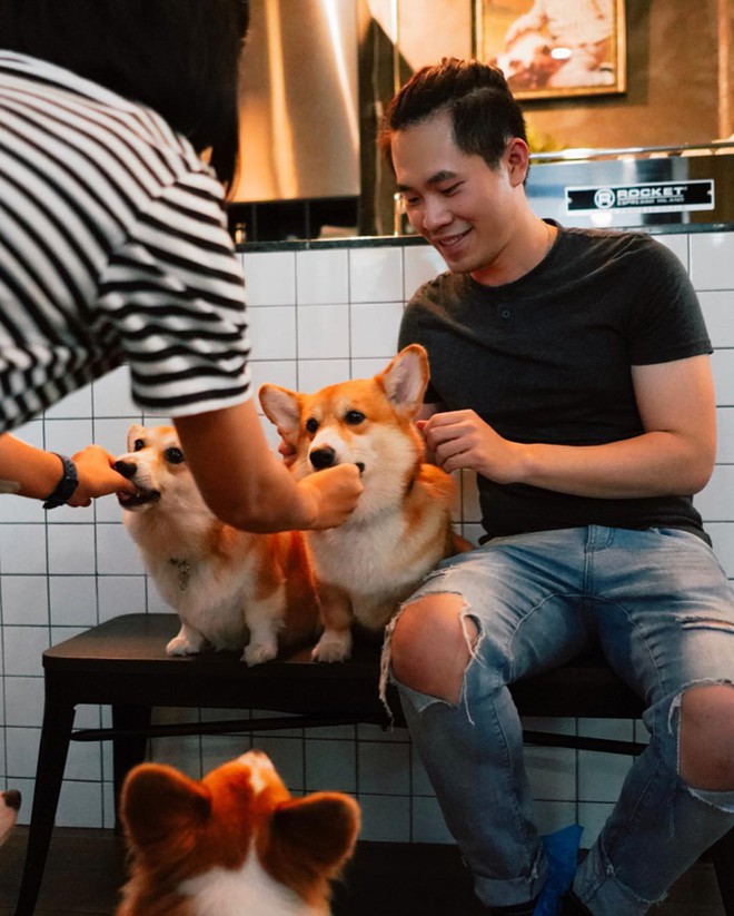 Siêu cấp dễ thương: Quán cà phê chó corgi nổi tiếng nhất Bangkok khiến dân tình phát sốt, con nào con nấy cũng ú nu ú nần - Ảnh 4.