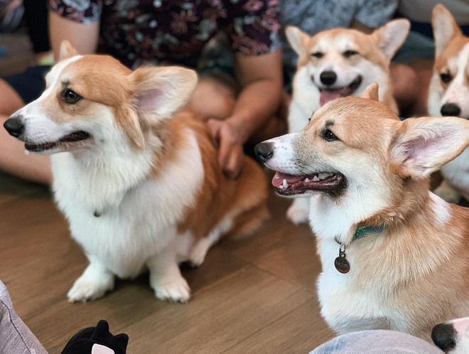 Siêu cấp dễ thương: Quán cà phê chó corgi nổi tiếng nhất Bangkok khiến dân tình phát sốt, con nào con nấy cũng ú nu ú nần - Ảnh 12.