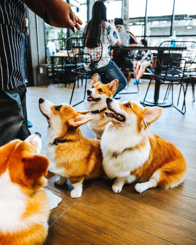 Siêu cấp dễ thương: Quán cà phê chó corgi nổi tiếng nhất Bangkok khiến dân tình phát sốt, con nào con nấy cũng ú nu ú nần - Ảnh 13.