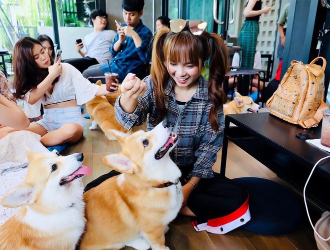 Siêu cấp dễ thương: Quán cà phê chó corgi nổi tiếng nhất Bangkok khiến dân tình phát sốt, con nào con nấy cũng ú nu ú nần - Ảnh 15.