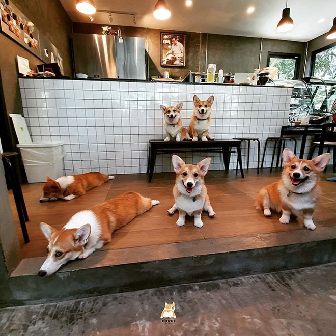 Ngắm nghía quán cà phê chó Corgi ở Thái Lan đang khiến cả MXH phát cuồng vì đáng yêu hết nấc - Ảnh 3.