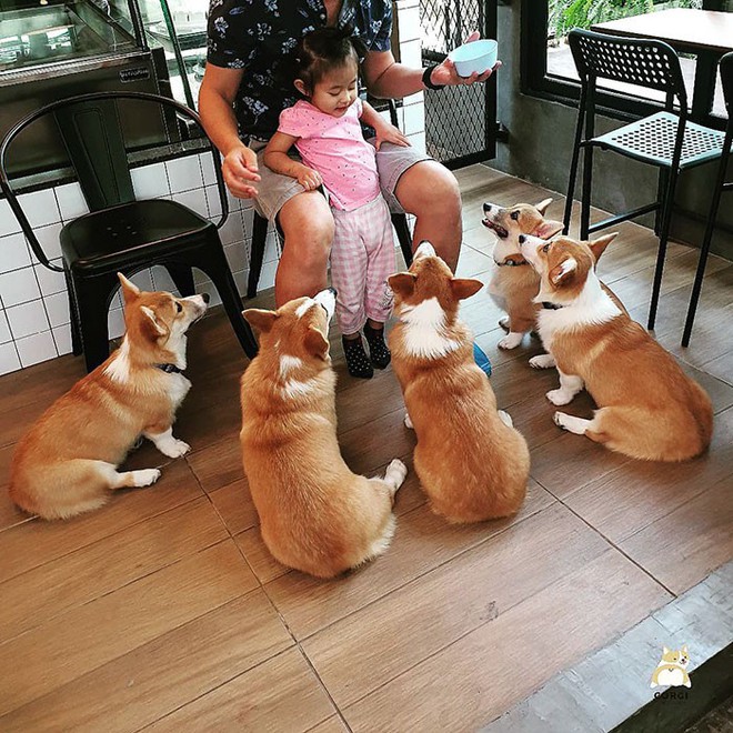 Ngắm nghía quán cà phê chó Corgi ở Thái Lan đang khiến cả MXH phát cuồng vì đáng yêu hết nấc - Ảnh 6.
