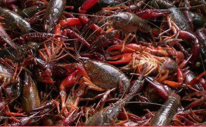Chốt chặt c&aacute;c tuyến đường gần bi&ecirc;n giới Việt - Trung, ngăn t&ocirc;m h&ugrave;m đỏ v&agrave;o Việt Nam - Ảnh 1.
