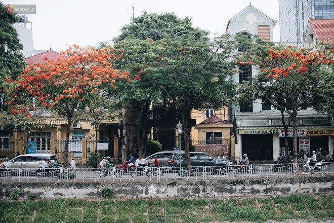 Ch&#249;m áº£nh: H&#224; Ná»i v&#224; báº£n t&#236;nh ca cá»§a nhá»¯ng lo&#224;i hoa m&#249;a háº¡ thay nhau khoe sáº¯c tr&#234;n phá» - áº¢nh 4.