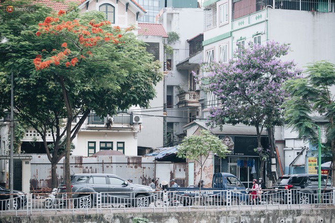 Chùm ảnh: Hà Nội và bản tình ca của những loài hoa mùa hạ thay nhau khoe sắc trên phố - Ảnh 9.