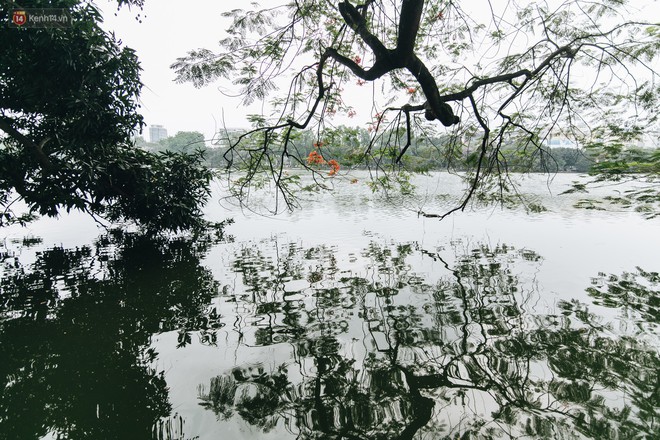 Chùm ảnh: Hà Nội và bản tình ca của những loài hoa mùa hạ thay nhau khoe sắc trên phố - Ảnh 2.