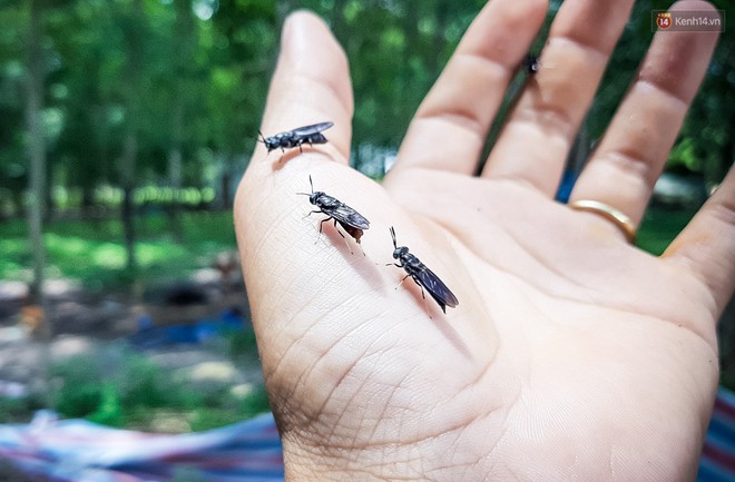 Chàng kỹ sư Sài Gòn bỏ việc về quê nuôi ruồi, doanh thu 80 triệu đồng/tháng: Từng bị gia đình phản đối, bạn bè cười nhạo - Ảnh 13.