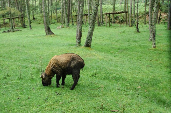 10 điều có thể bạn chưa biết về Bhutan - Vương quốc hạnh phúc mà ai cũng nên ghé thăm ít nhất một lần trong đời - Ảnh 12.