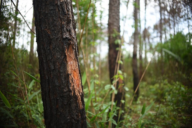 Bắt 3 đối tượng liên quan tới vụ 3.500 cây thông bị đầu độc ở Lâm Đồng - Ảnh 2.