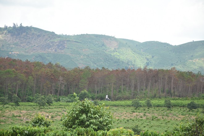 Bắt 3 đối tượng liên quan tới vụ 3.500 cây thông bị đầu độc ở Lâm Đồng - Ảnh 1.