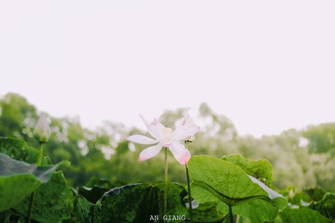 Ai bảo An Giang không có gì chơi thì học ngay bí kíp du lịch của hội bạn này nhé, đảm bảo chuẩn không cần chỉnh - Ảnh 14.