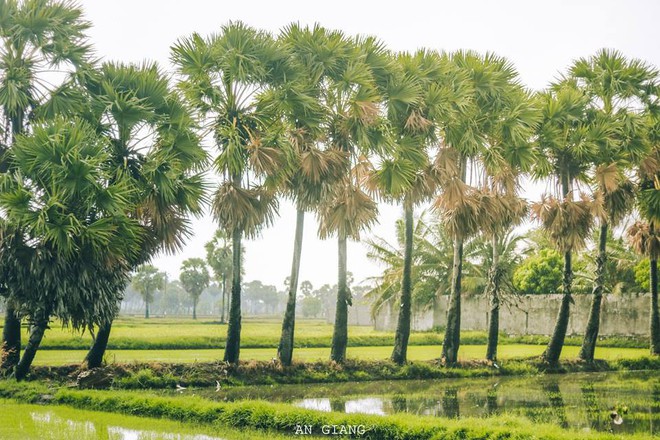 Ai bảo An Giang không có gì chơi thì học ngay bí kíp du lịch của hội bạn này nhé, đảm bảo chuẩn không cần chỉnh - Ảnh 9.