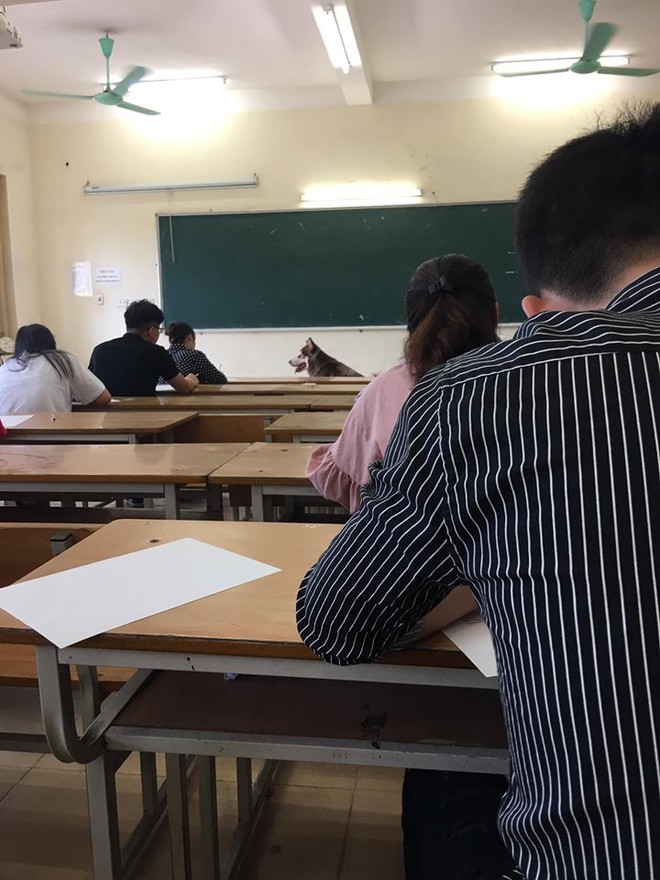 Xuất hiện bất ngờ trong lớp trong giờ kiểm tra, ch&uacute; ch&oacute; khiến sinh vi&ecirc;n hết hồn v&igrave; tưởng trường cử gi&aacute;m thị kiểu mới - Ảnh 1.