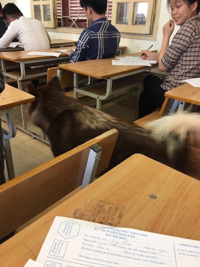 Xuất hiện bất ngờ trong lớp trong giờ kiểm tra, chú chó khiến sinh viên hết hồn vì tưởng trường cử giám thị kiểu mới - Ảnh 2.