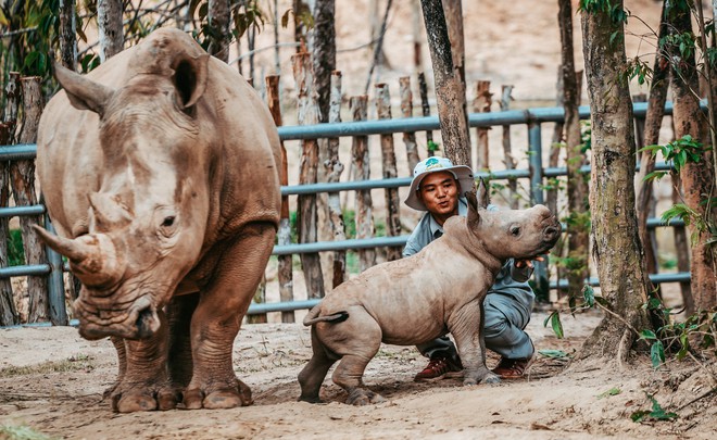 Ngắm những cặp mẹ con thú hoang dã đáng yêu ở Vinpearl Safari Phú Quốc - Ảnh 19.