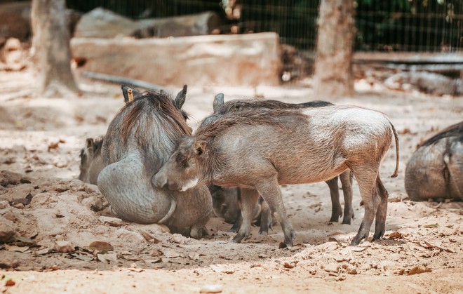 Ngắm những cặp mẹ con thú hoang dã đáng yêu ở Vinpearl Safari Phú Quốc - Ảnh 5.