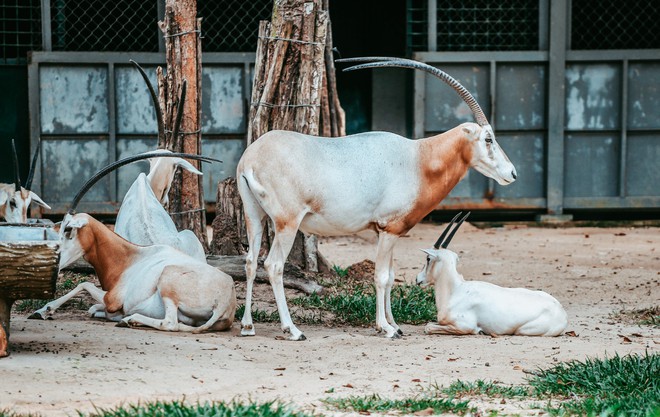 Ngắm những cặp mẹ con thú hoang dã đáng yêu ở Vinpearl Safari Phú Quốc - Ảnh 8.