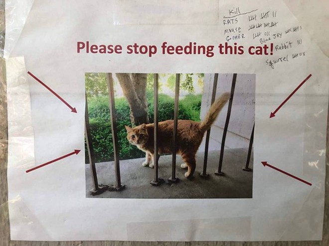 Sinh viên Mỹ khuyến cáo mọi người ngừng ném đồ ăn cho con mèo béo ngốc nghếch sống ở khuôn viên trường vì lý do sức khỏe - Ảnh 2.