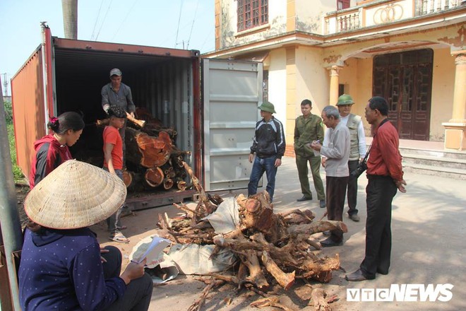 Dân làng Phụ Chính, Hà Nội sắp bán đấu giá hơn 5 tấn gỗ sưa, đắt nhất 32 triệu đồng/kg - Ảnh 1.