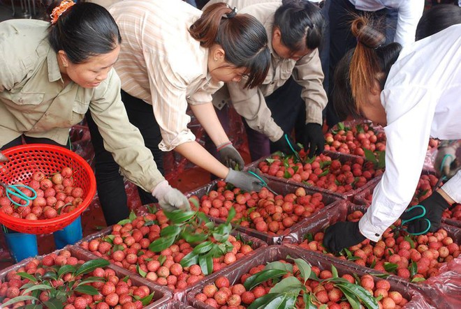 260 chủ vựa Trung Quốc tranh mua, vải thiều Bắc Giang giá cao kỷ lục - Ảnh 1.