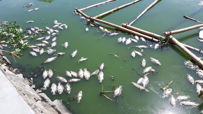 Đà Nẵng: Cá chết hàng loạt, nổi lềnh bềnh trên hồ Thạc Gián - Ảnh 4.