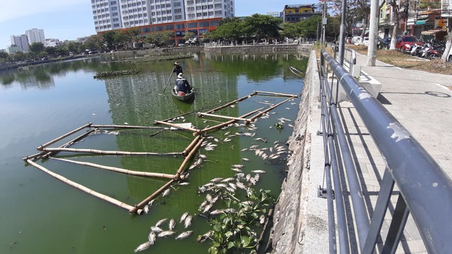 Đà Nẵng: Cá chết hàng loạt, nổi lềnh bềnh trên hồ Thạc Gián - Ảnh 6.