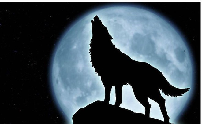 Tìm hiểu ý nghĩa của tiếng sói hú  Thú cảnh