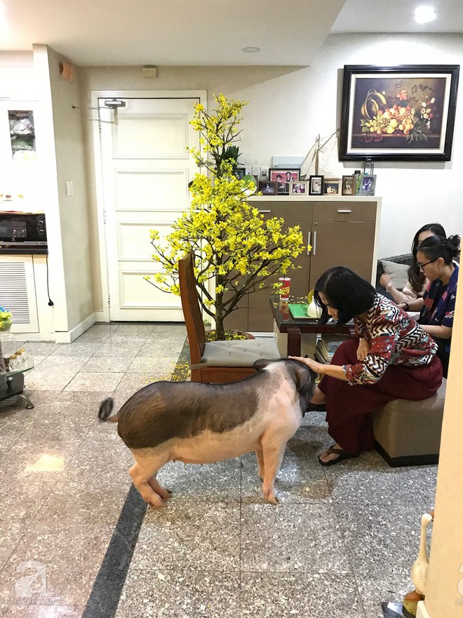 Gia đình ở Sài Gòn nuôi chú heo nặng gần 60kg, thực đơn riêng có tôm càng, xúc xích Đức, tổ yến - Ảnh 17.