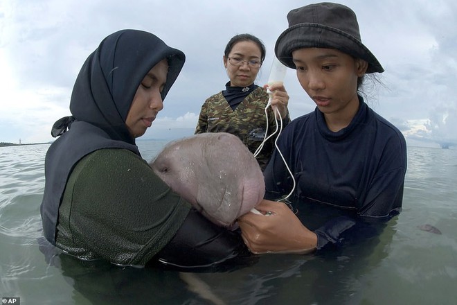 Dân mạng phát sốt với cá nàng tiên lạc mẹ rồi được các bác sĩ thú y chăm sóc, giờ đã quyến luyến không rời - Ảnh 4.