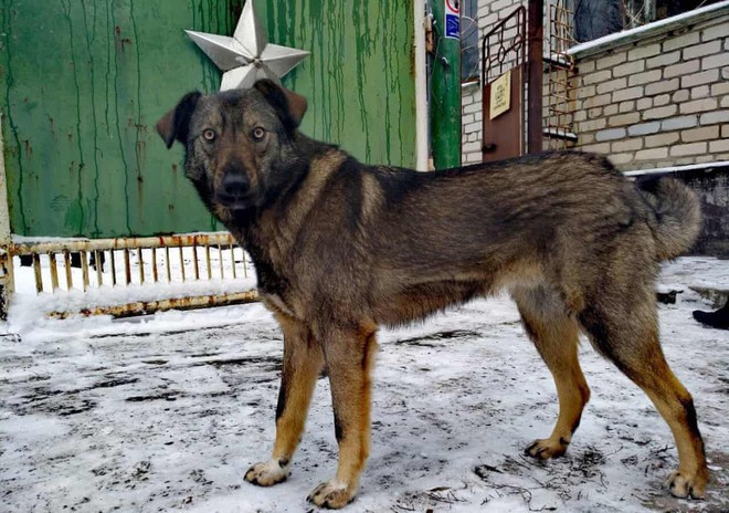 Câu chuyện về những chú chó bị bỏ rơi ở Chernobyl: Cô độc giữa mảnh đất chết, vươn lên thành băng đảng chó hoang lớn mạnh nhất vùng - Ảnh 2.