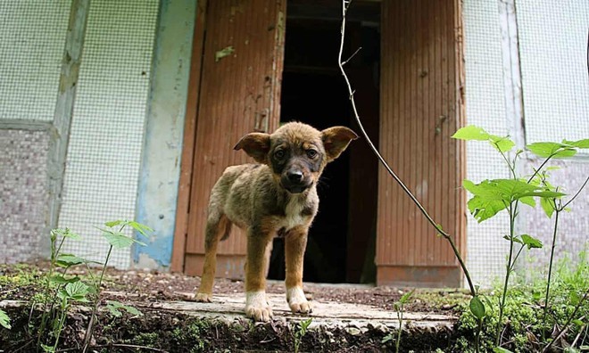 Câu chuyện về những chú chó bị bỏ rơi ở Chernobyl: Cô độc giữa mảnh đất chết, vươn lên thành băng đảng chó hoang lớn mạnh nhất vùng - Ảnh 1.