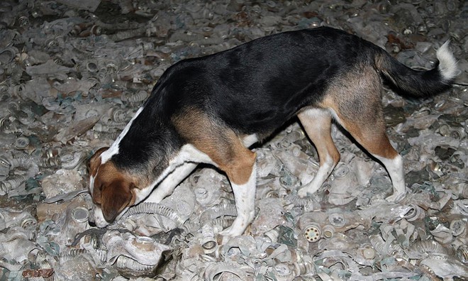 Câu chuyện về những chú chó bị bỏ rơi ở Chernobyl: Cô độc giữa mảnh đất chết, vươn lên thành băng đảng chó hoang lớn mạnh nhất vùng - Ảnh 3.