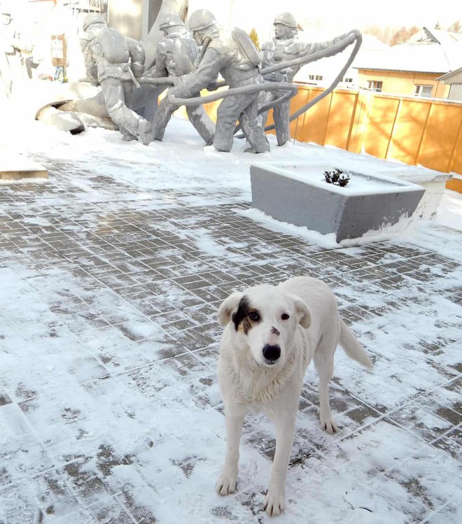 Câu chuyện về những chú chó bị bỏ rơi ở Chernobyl: Cô độc giữa mảnh đất chết, vươn lên thành băng đảng chó hoang lớn mạnh nhất vùng - Ảnh 4.