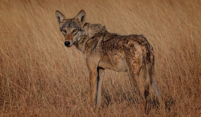 Dân làng đập chết sói hoang vì săn trộm gia súc, ngờ đâu là loài quý hiếm lần đầu xuất hiện sau hơn 70 năm - Ảnh 2.