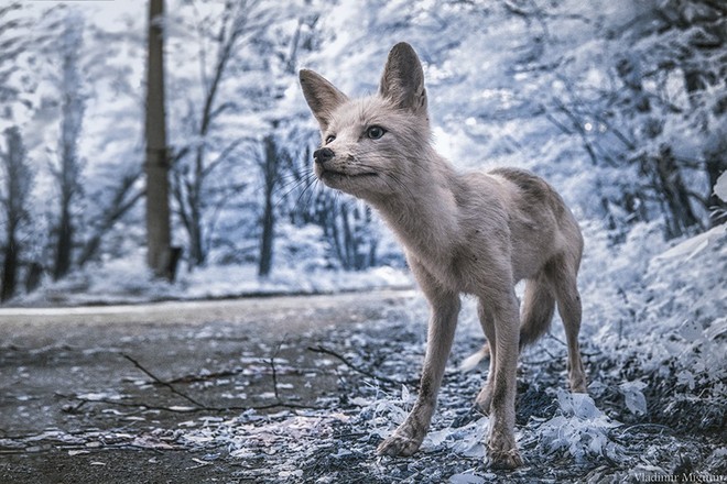 Từ vùng đất ma không ai dám bén mảng, nhà máy điện hạt nhân Chernobyl bỗng hóa xứ sở thần tiên đẹp lịm tim qua lăng kính của nhiếp ảnh gia - Ảnh 7.