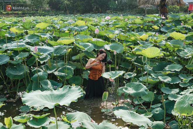 Đầm sen ở Nhật Tân có gì hot mà người dân Hà Nội ùn ùn kéo đến, lội xuống hồ chụp ảnh mỗi ngày? - Ảnh 15.