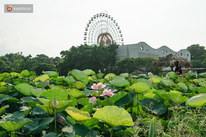 Đầm sen ở Nhật Tân có gì hot mà người dân Hà Nội ùn ùn kéo đến, lội xuống hồ chụp ảnh mỗi ngày? - Ảnh 2.