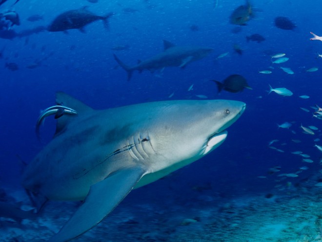 Ngày càng có nhiều người bị cá mập tấn công hơn và đây là lý do thực sự đằng sau - Ảnh 4.