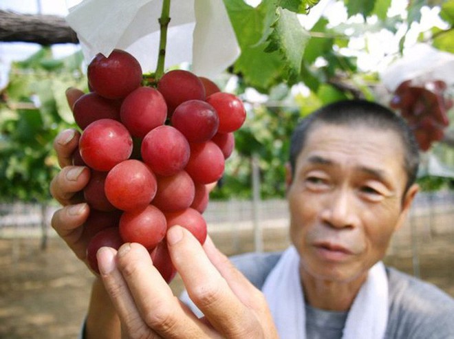 Những loại trái cây giá trên trời, gấp cả trăm lần quả vải thiều Shintomi 240.000 đồng/quả, có loại cả trăm triệu đồng - Ảnh 7.