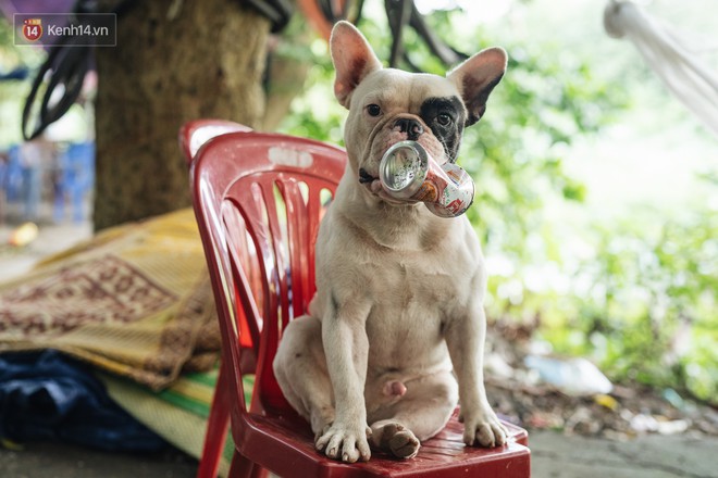 Đây là gia tài siêu to khổng lồ của Ủn - Chú chó thích đi nhặt ve chai ở Hà Nội - Ảnh 5.
