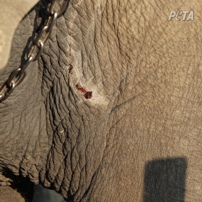 Phẫn nộ cảnh voi bị đánh đập dã man đến đổ máu để làm trò tiêu khiển - Ảnh 2.