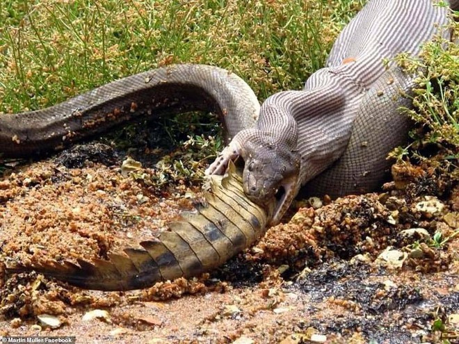 Impresionante foto: Una pitón gigante se traga un cocodrilo entero y se hace con el trono en un desierto australiano - Foto 2.