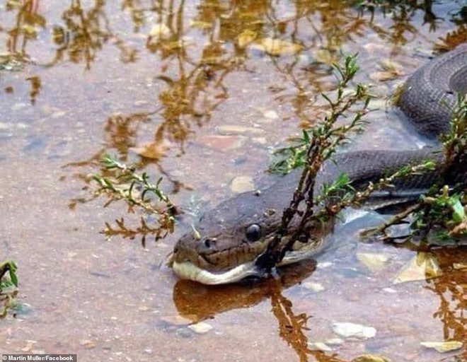 Impresionante foto: Una pitón gigante se traga un cocodrilo entero y se apodera del trono en un desierto australiano - Foto 3.