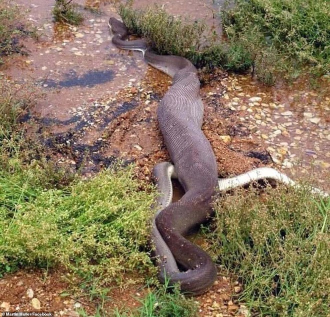 Impresionante foto: Una pitón gigante se traga un cocodrilo entero y se apodera del trono en un desierto australiano - Foto 3.