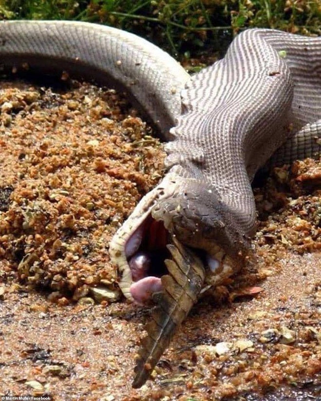 Impresionante foto: Una pitón gigante se traga un cocodrilo entero y se hace con el trono en un desierto australiano - Foto 2.